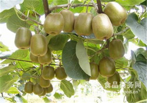 獼猴桃市場行情分析 熟粉價(jià)格走勢與產(chǎn)品報(bào)價(jià)參考